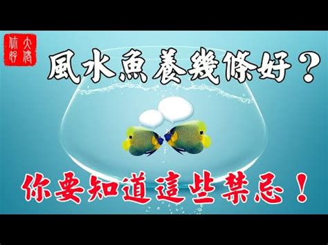 養魚 數量